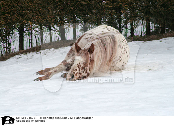 Appaloosa im Schnee / MH-01533