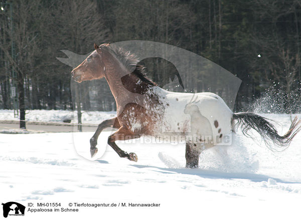 Appaloosa im Schnee / Appaloosa in snow / MH-01554