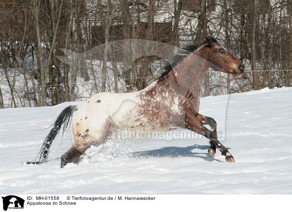 Appaloosa im Schnee / Appaloosa in snow / MH-01558