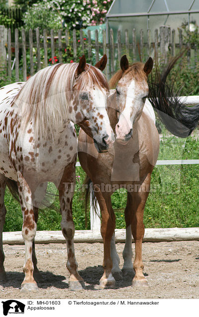 Appaloosas / Appaloosas / MH-01603