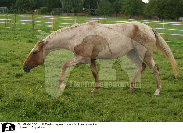 trabender Appaloosa / trotting Appaloosa / MH-01606