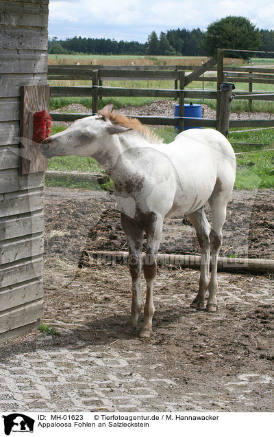 Appaloosa Fohlen an Salzleckstein / Appaloosa foal at salt lick / MH-01623