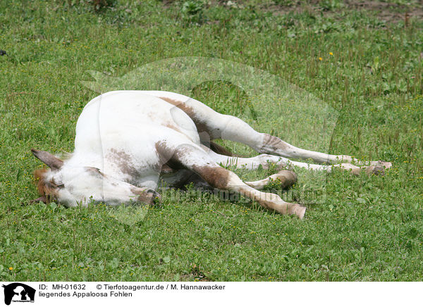 liegendes Appaloosa Fohlen / lying Appaloosa foal / MH-01632