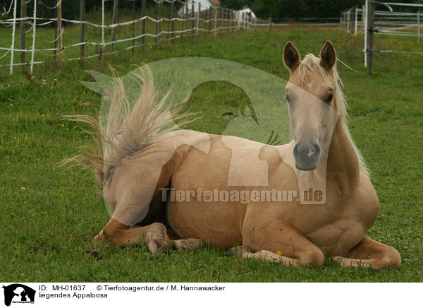 liegendes Appaloosa / lying Appaloosa / MH-01637