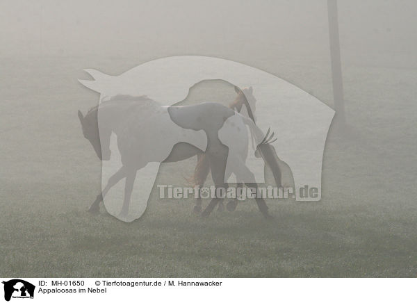 Appaloosas im Nebel / Appaloosas in fog / MH-01650