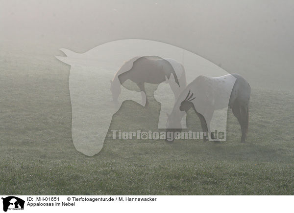 Appaloosas im Nebel / Appaloosas in fog / MH-01651