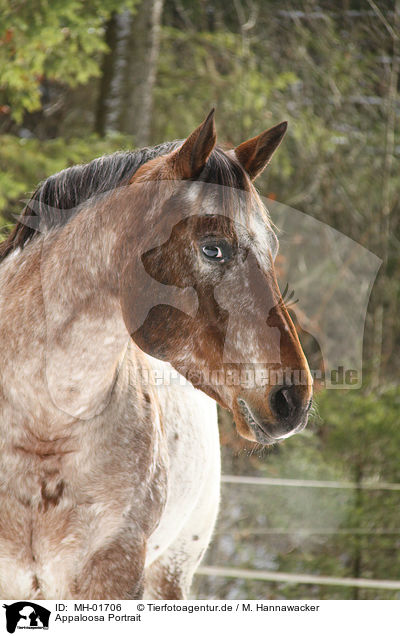 Appaloosa Portrait / MH-01706