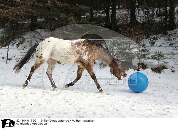 spielendes Appaloosa / playing Appaloosa / MH-01720