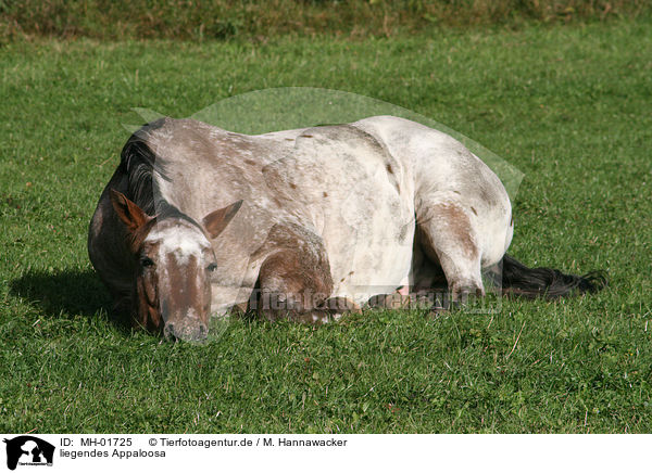 liegendes Appaloosa / lying Appaloosa / MH-01725