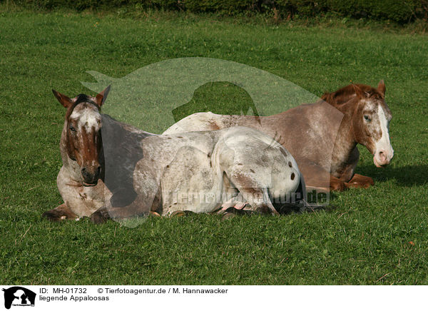 liegende Appaloosas / lying Appaloosas / MH-01732