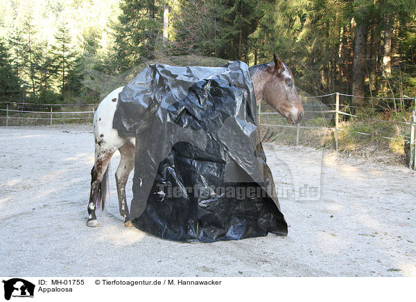 Appaloosa / Appaloosa / MH-01755