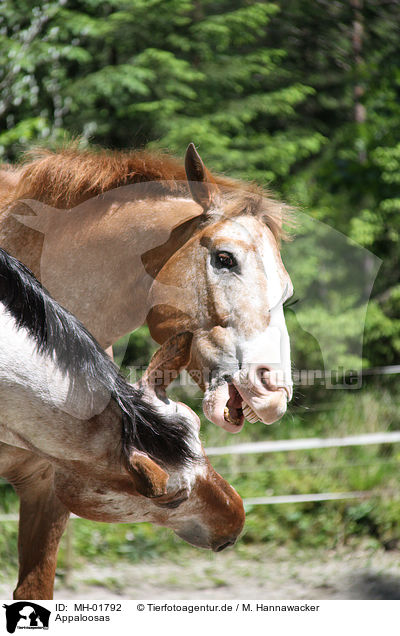 Appaloosas / Appaloosas / MH-01792