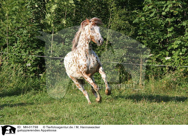 galoppierendes Appaloosa / galloping Appaloosa / MH-01798