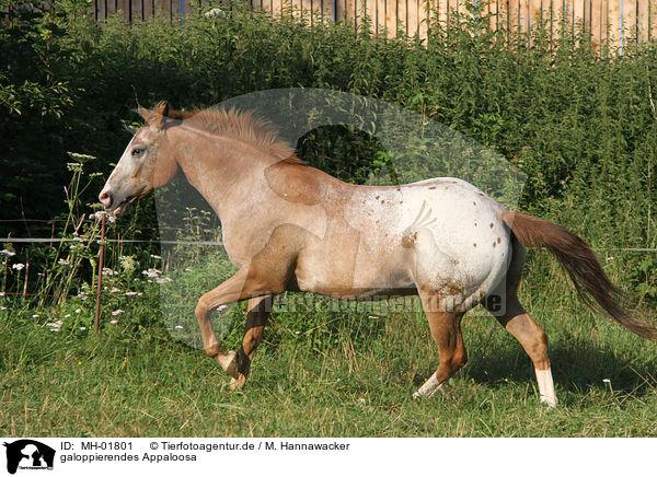 galoppierendes Appaloosa / galloping Appaloosa / MH-01801