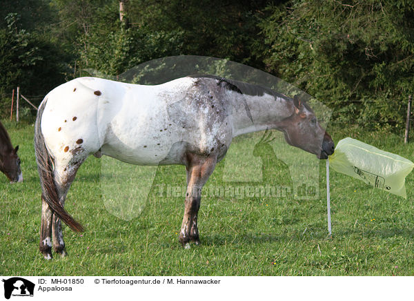 Appaloosa / Appaloosa / MH-01850