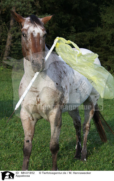 Appaloosa / Appaloosa / MH-01852