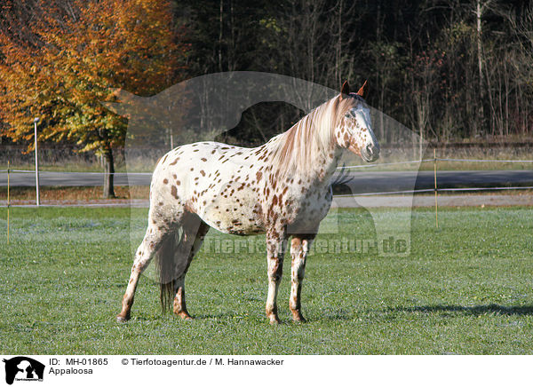 Appaloosa / MH-01865