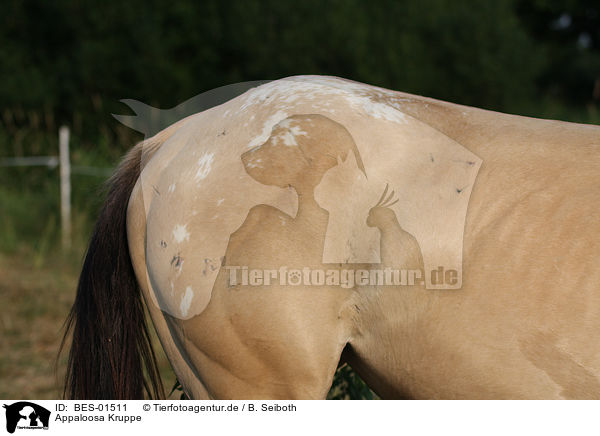 Appaloosa Kruppe / Appaloosa croup / BES-01511