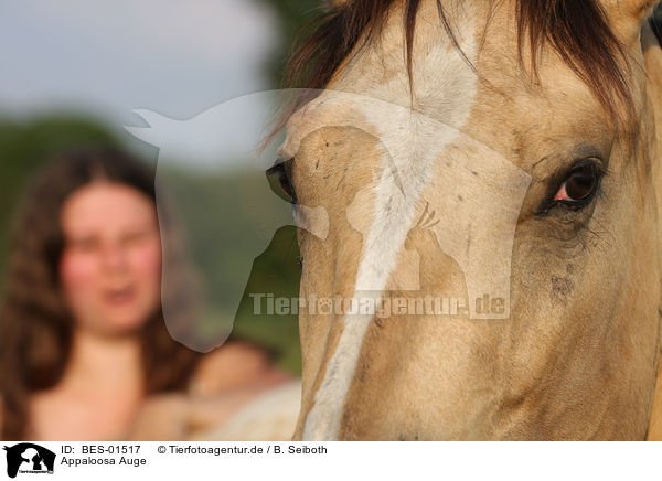 Appaloosa Auge / BES-01517