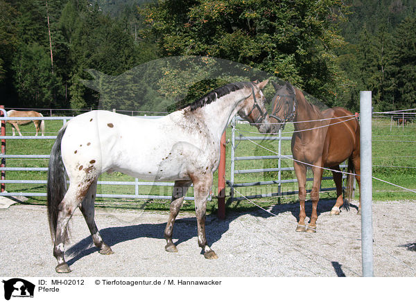 Pferde / horses / MH-02012