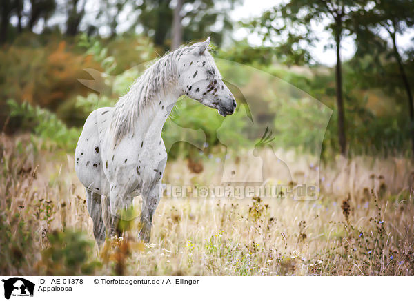 Appaloosa / AE-01378