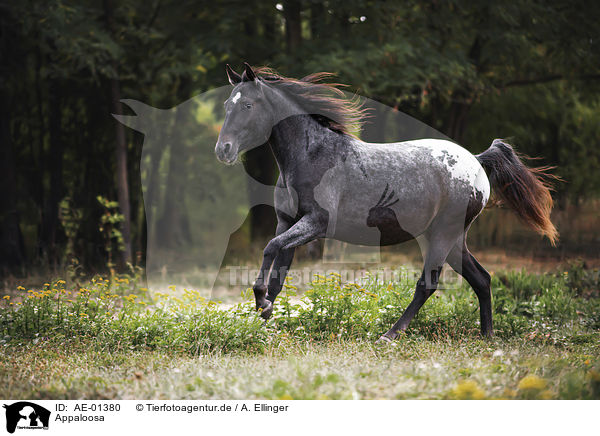 Appaloosa / Appaloosa / AE-01380