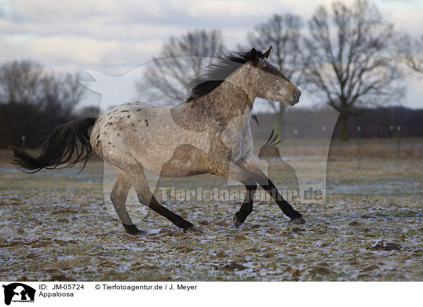 Appaloosa / Appaloosa / JM-05724