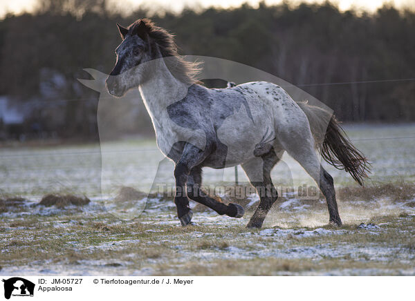 Appaloosa / Appaloosa / JM-05727