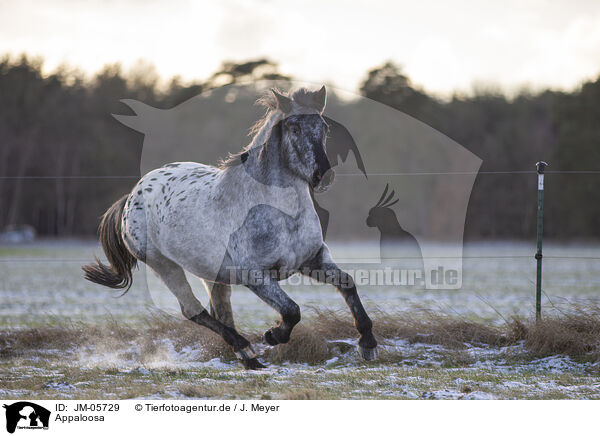 Appaloosa / Appaloosa / JM-05729
