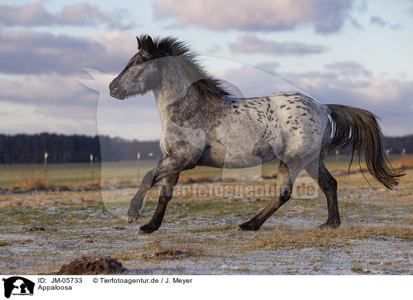 Appaloosa / Appaloosa / JM-05733