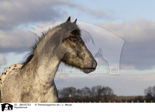 Appaloosa / Appaloosa / JM-05752