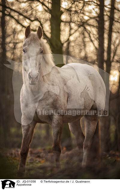 Appaloosa / Appaloosa / JQ-01056