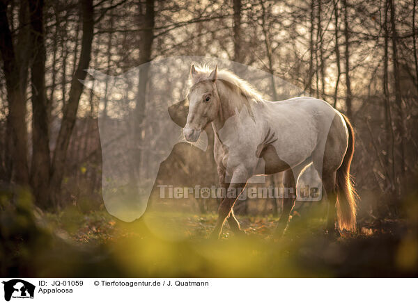 Appaloosa / Appaloosa / JQ-01059
