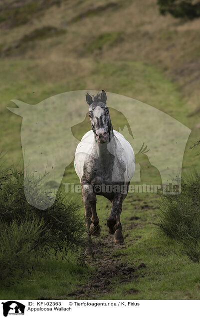 Appaloosa Wallach / Appaloosa gelding / KFI-02363