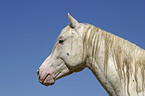 Appaloosa Portrait