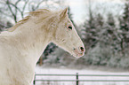 Appaloosa Portrait