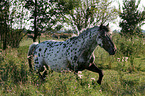 trabender Appaloosa