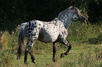 trabender Appaloosa