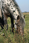 grasender Appaloosa