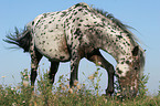 grasender Appaloosa