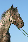 Appaloosa Portrait