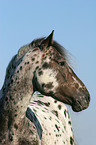 Appaloosa Portrait