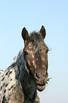 Appaloosa Portrait