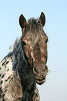 Appaloosa Portrait