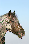 Appaloosa Portrait