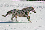 Appaloosa im Schnee