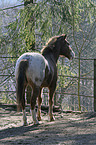 Appaloosa