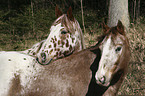 Appaloosa