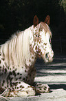 Appaloosa