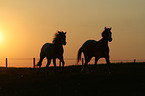 Pferde im Sonnenuntergang